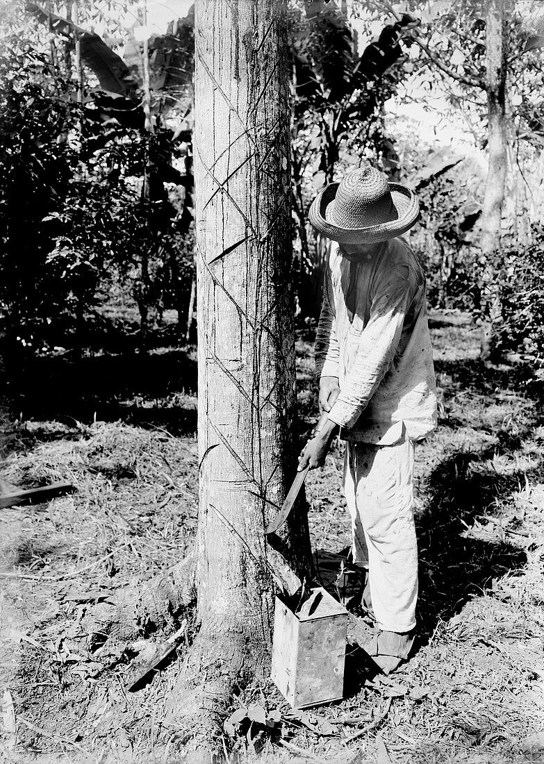 Tapping rubber tree,early 20th century