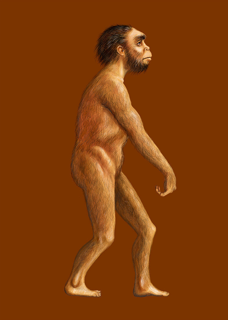 Homo naledi,illustration