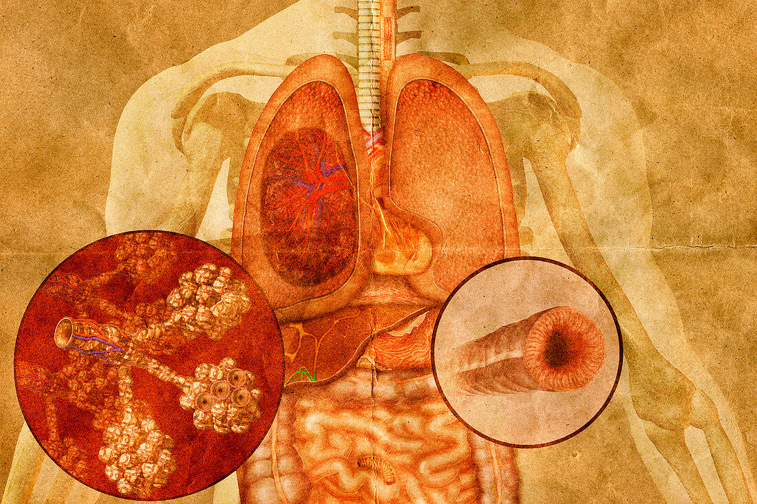 Thoracic Organs,illustration