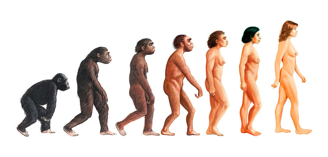 Stages in human evolution,illustration