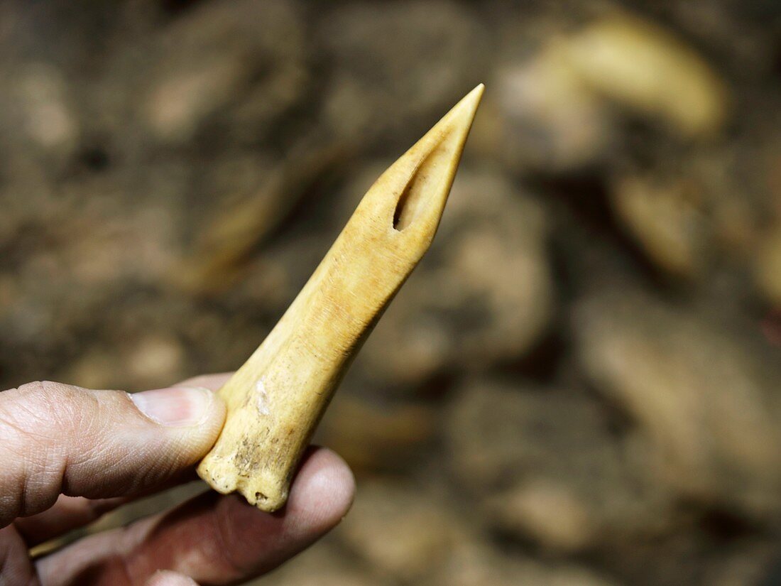 Fossil bone tool