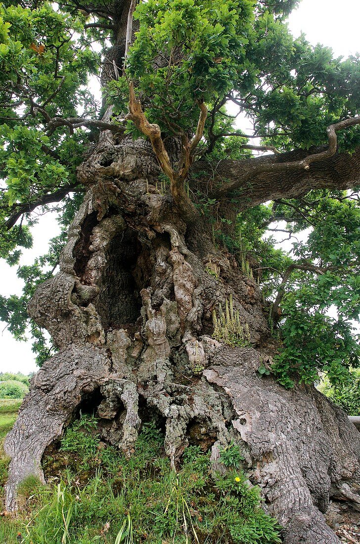 The Darley Oak