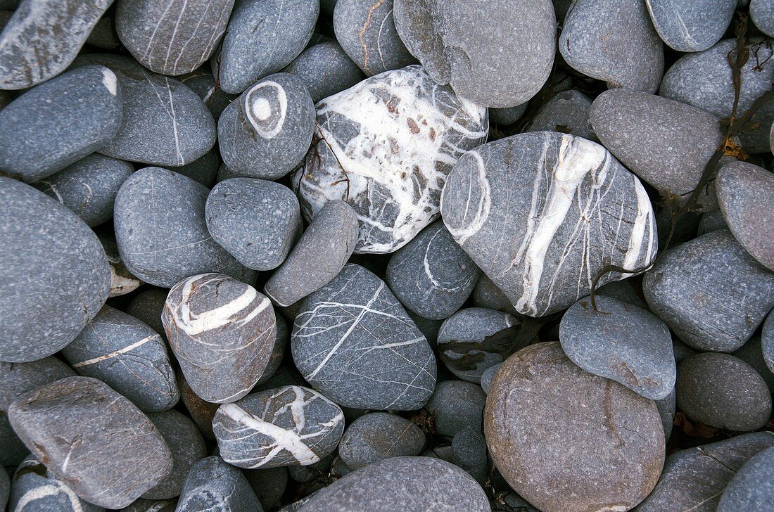 Beach pebbles with quatz veins