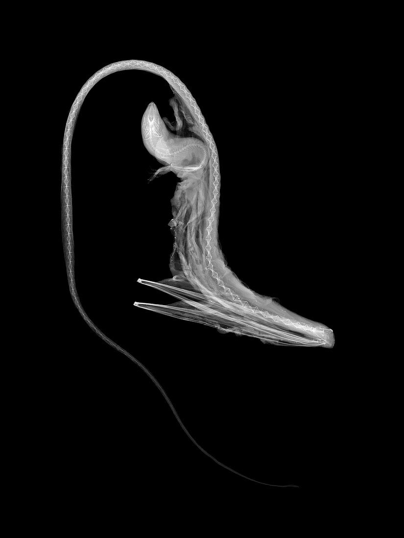Pelican eel,X-ray