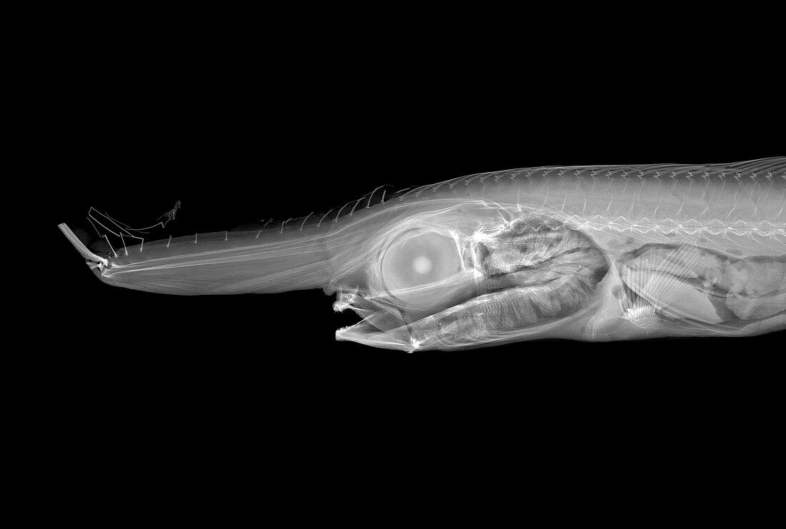 Unicorn crestfish,X-ray
