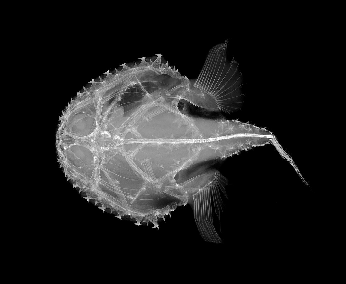 Pancake batfish,X-ray