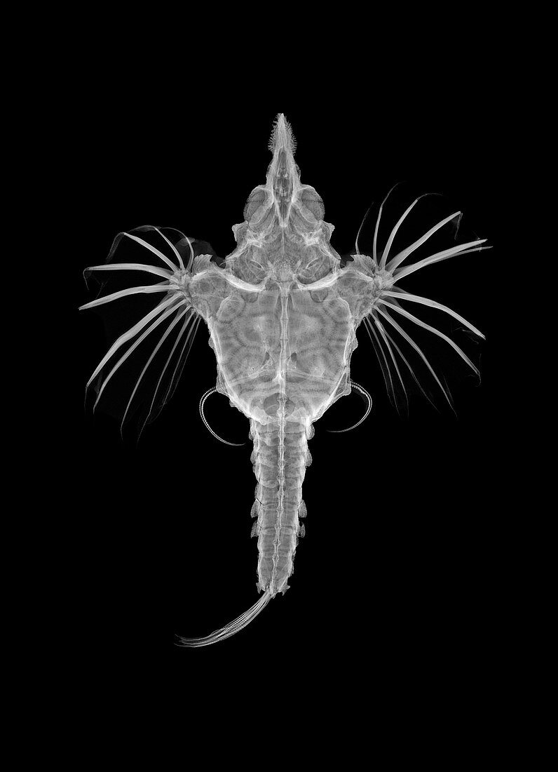 Short dragonfish,X-ray