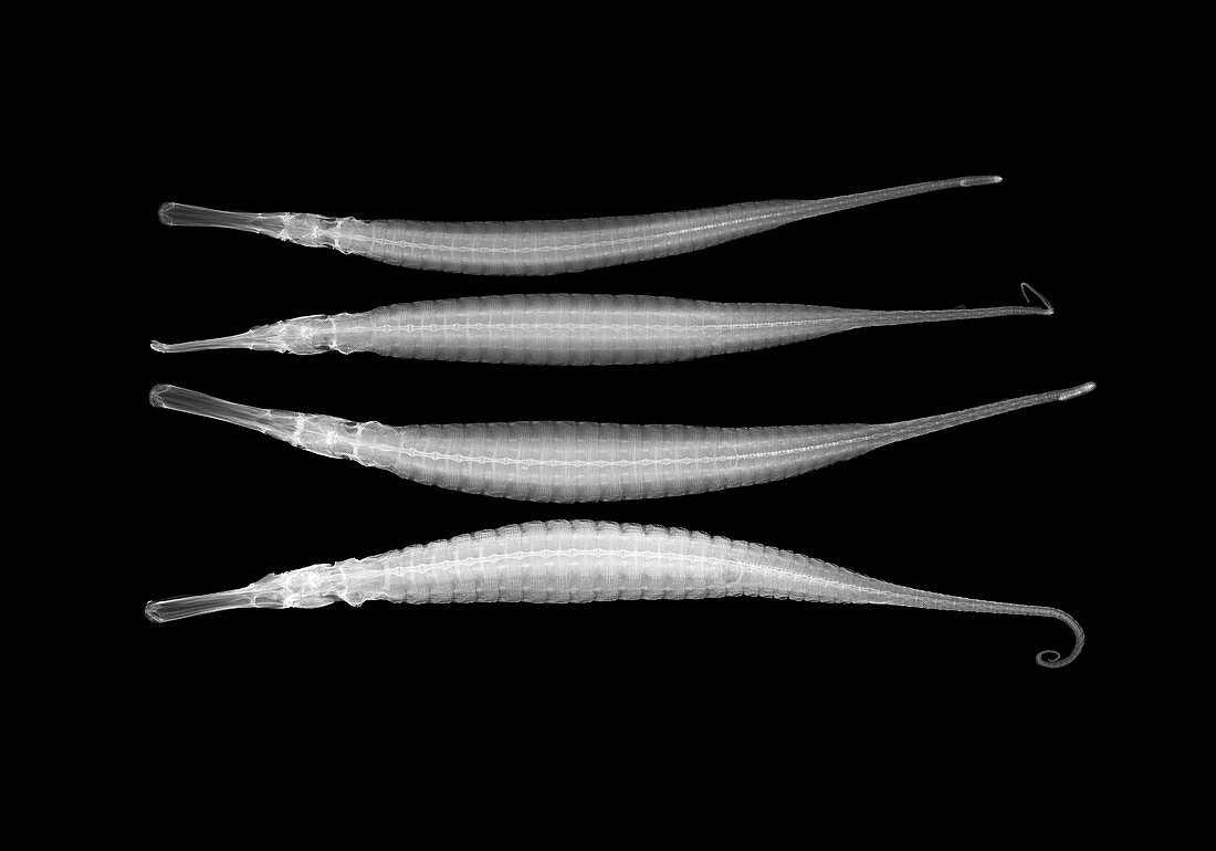 Alligator pipefish,X-ray