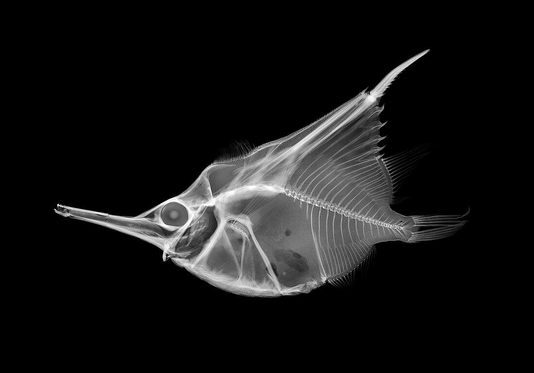 Orange bellowsfish,X-ray