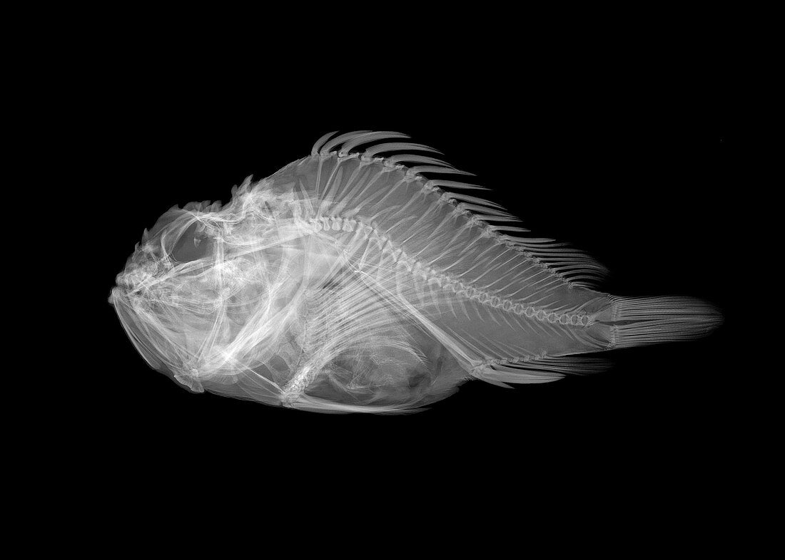 Shortsnout scorpionfish,X-ray