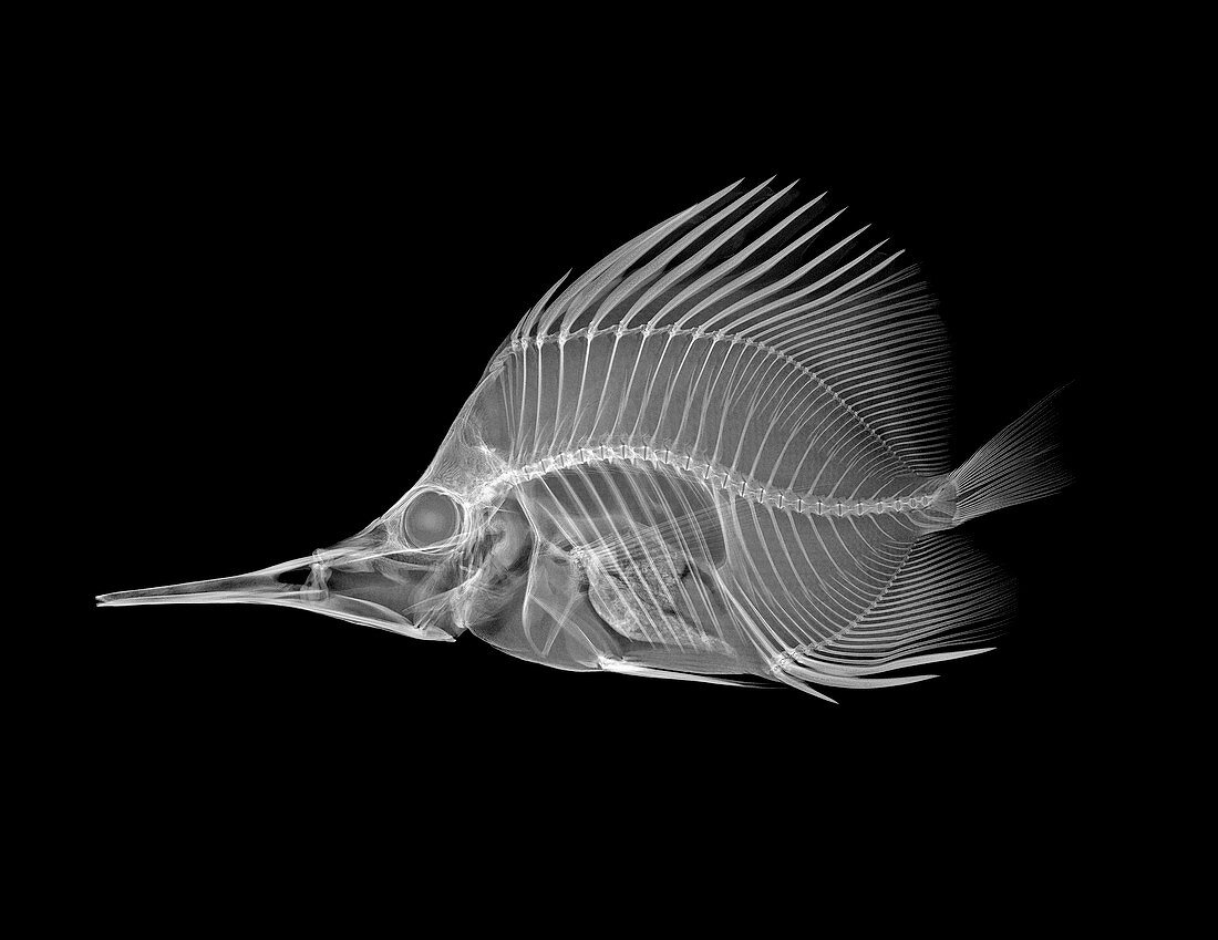 Longnose butterflyfish,X-ray