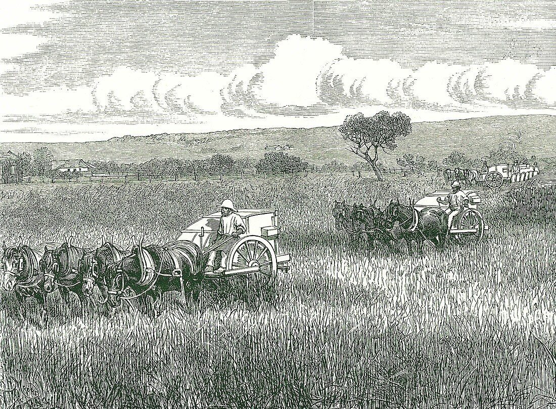 Horse-drawn mechanical harvesters