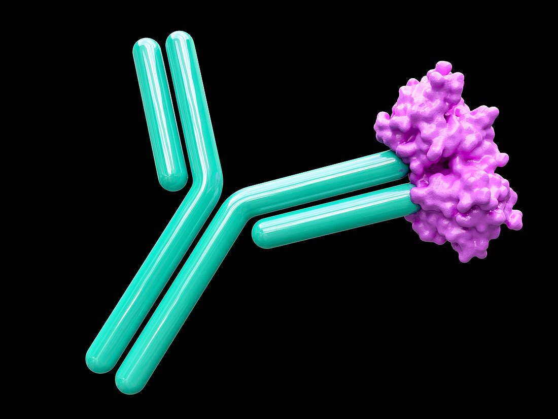 PCSK9 and inhibitor,illustration
