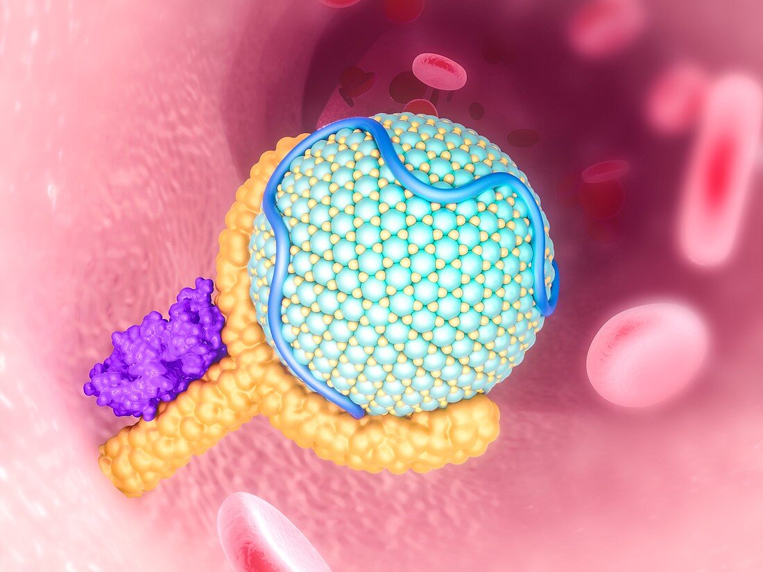 Lipoprotein and PCSK9 bound to receptor