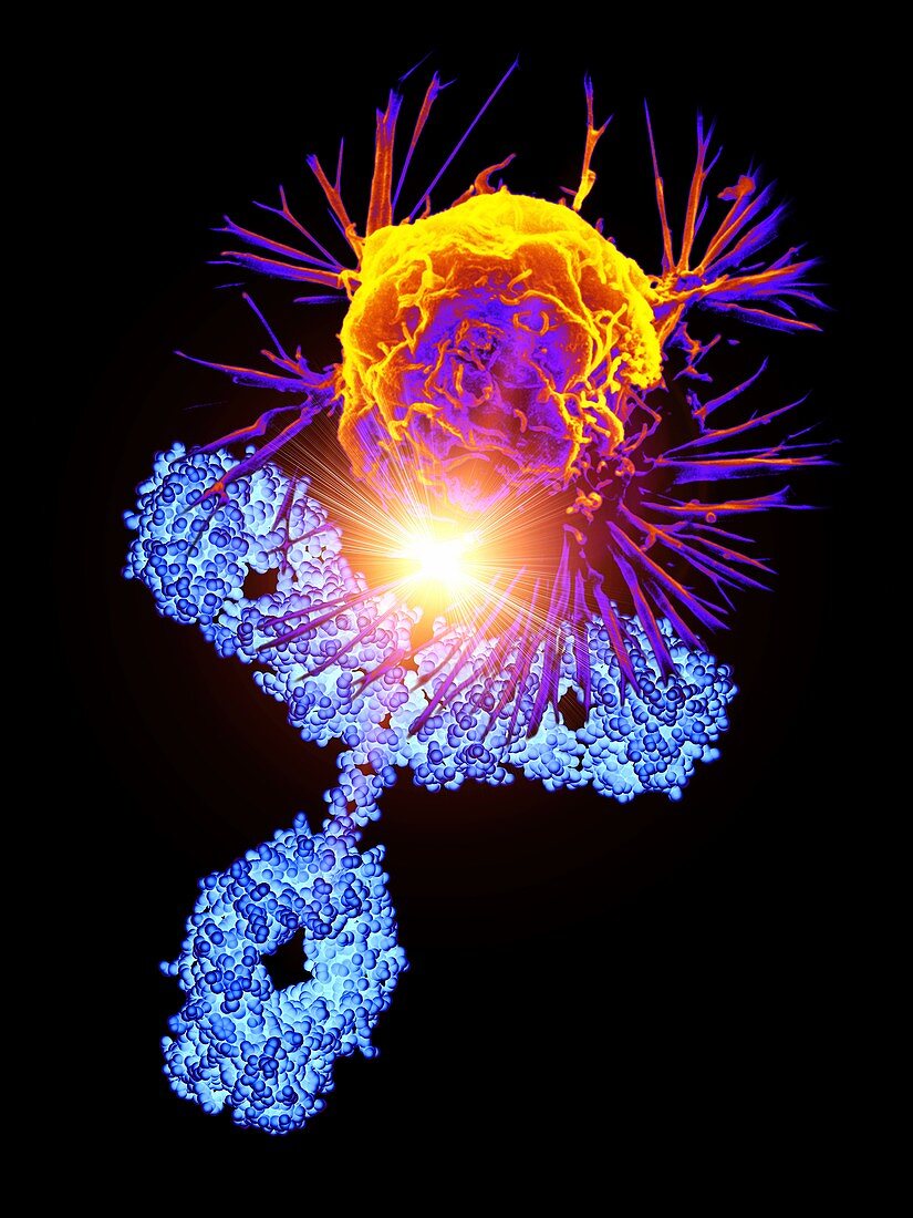 Antibody molecule attacking cancer cell