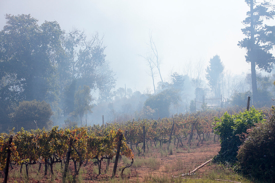 Wildfire smoke in a vineyard