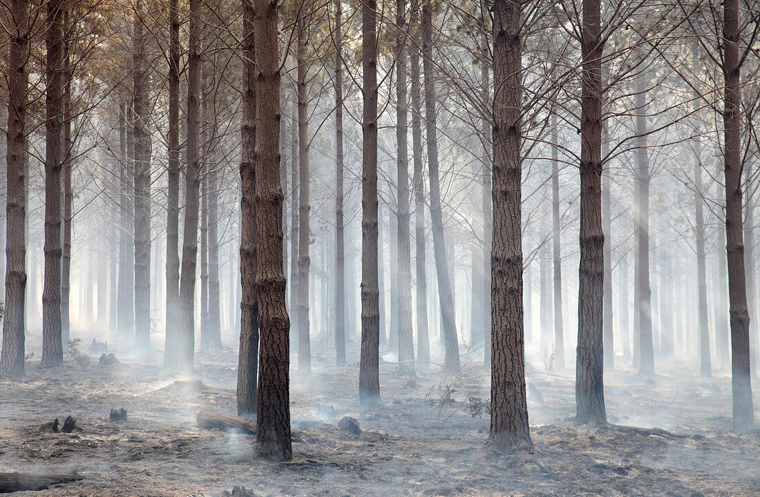 Smouldering woodland after wildfire