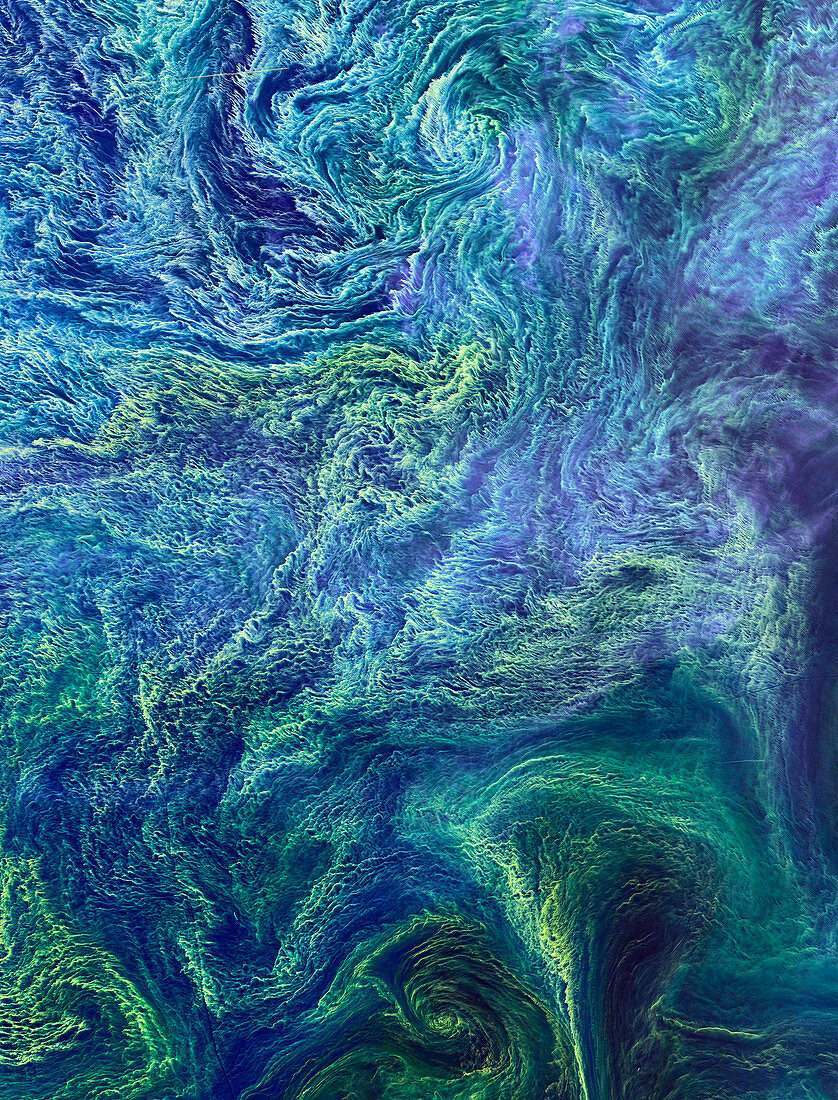 Cyanobacteria bloom,satellite image