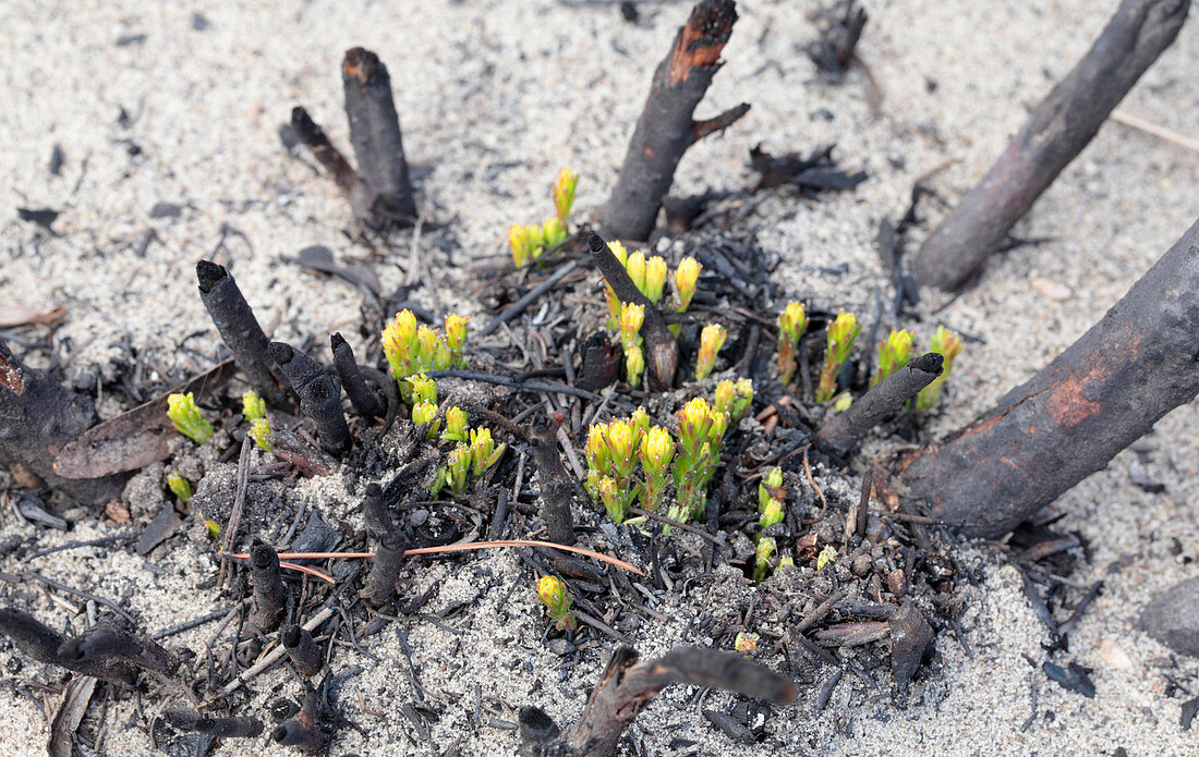 Shoots growing after wildfire