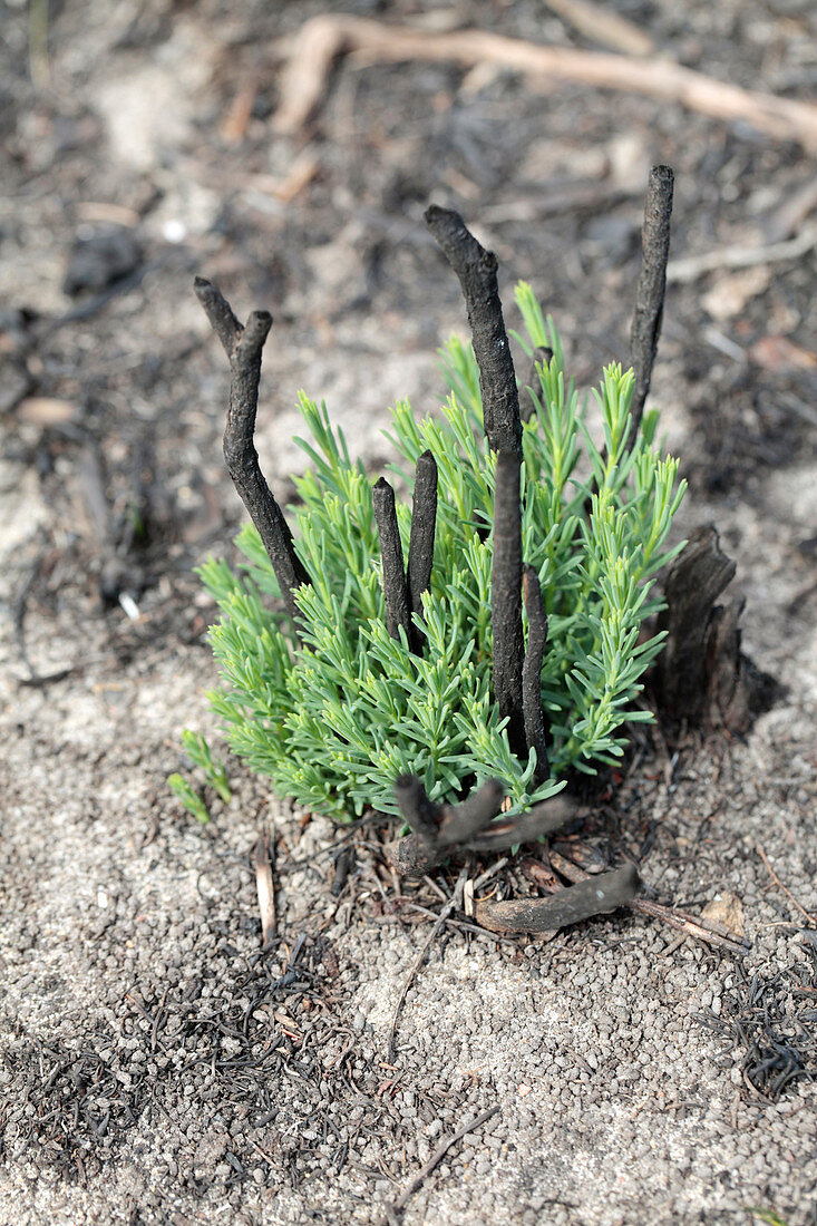 Shoots growing after wildfire