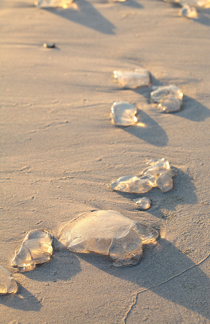 Jellyfish pieces on a beach