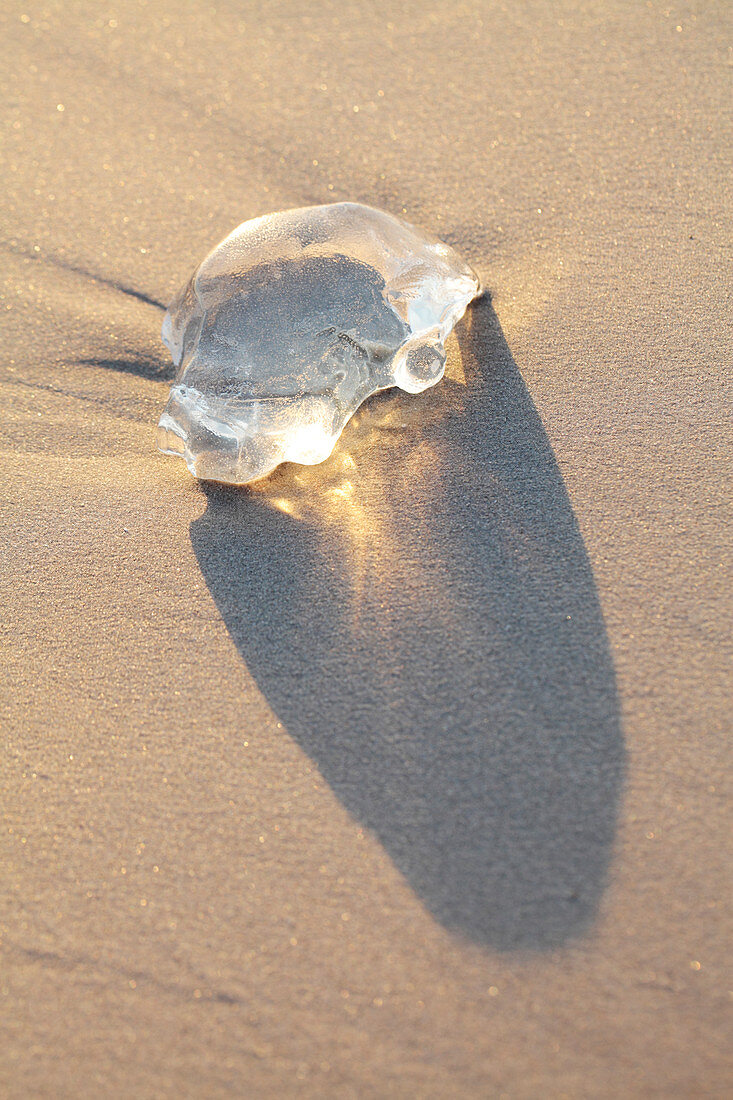 Piece of jellyfish on a beach