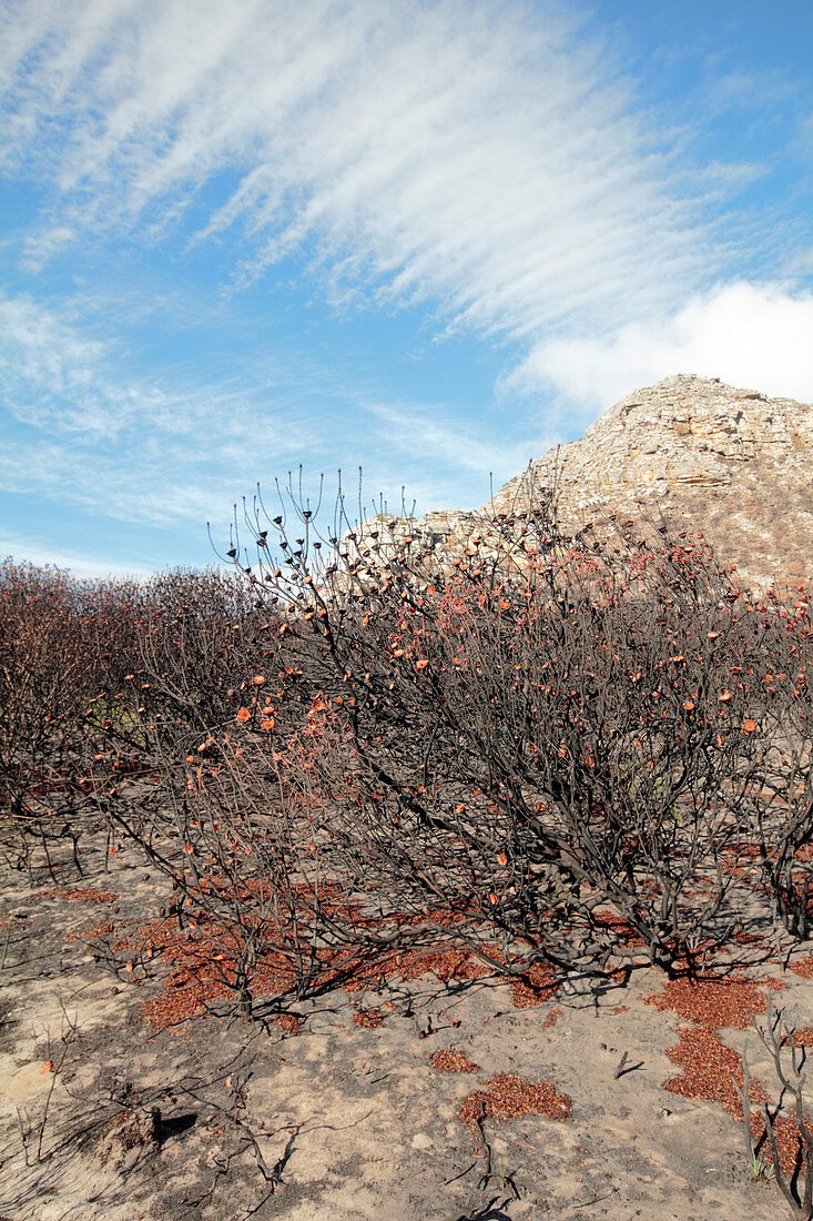 Scorched protea plants after wildfire