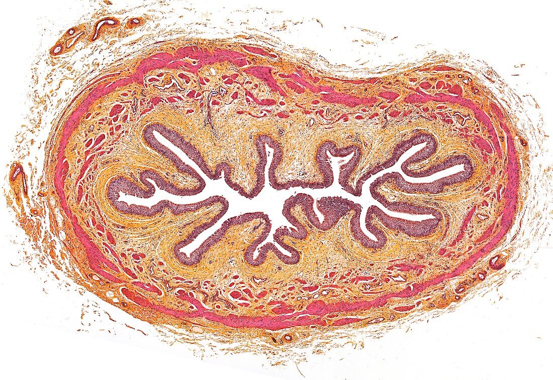 Esophagus,light micrograph