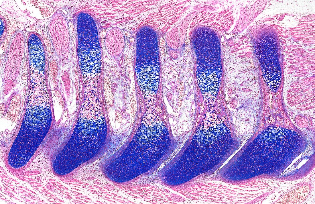 Vertebral column,light micrograph