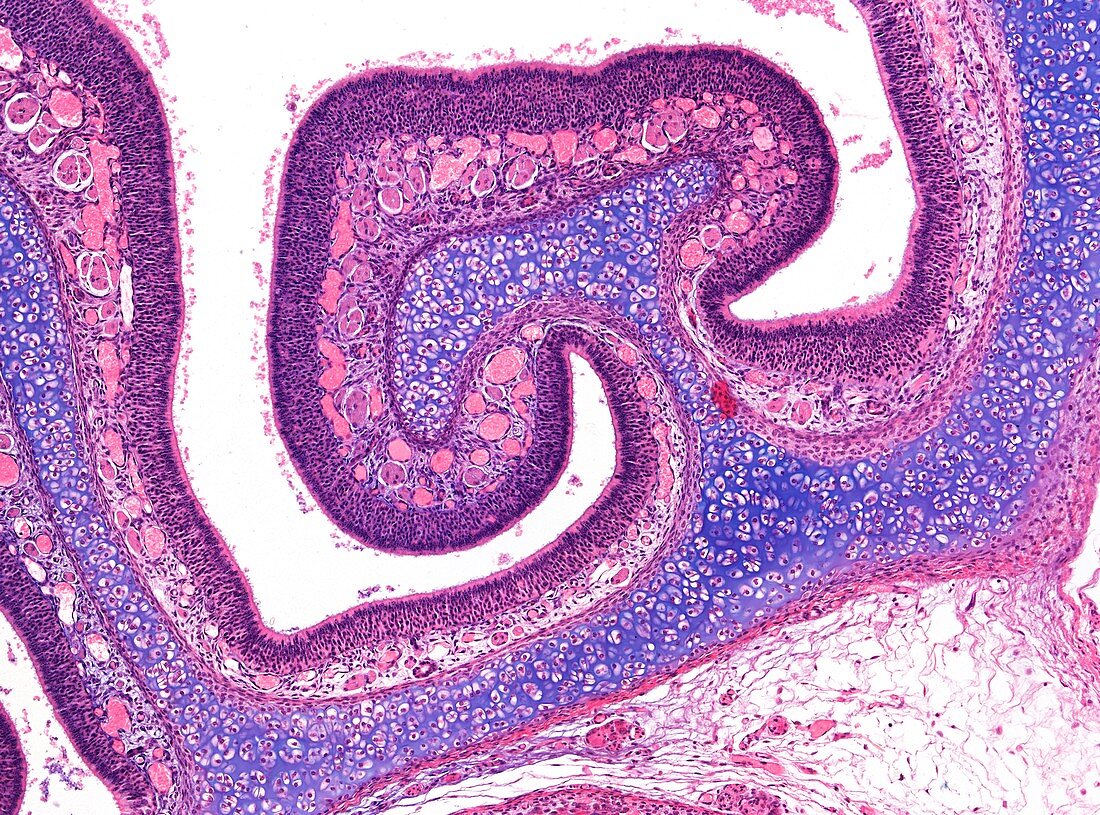 Olfactory mucosa,light micrograph