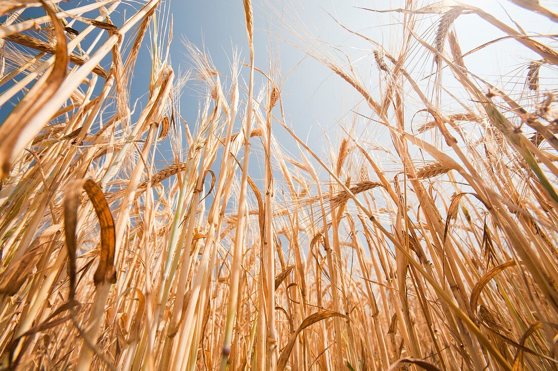 Wheat ready to harvest