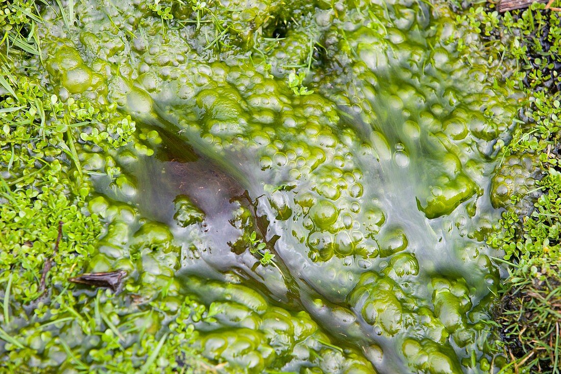 Bubbles of oxygen produced by algae