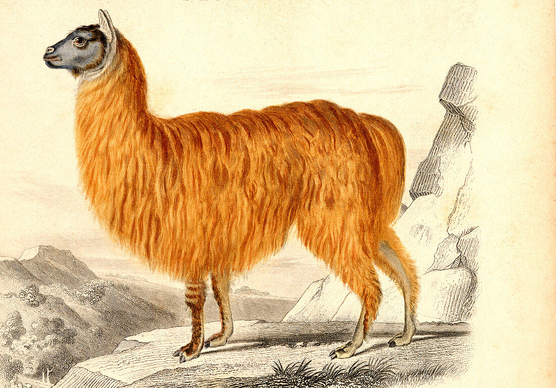 Alpaca,19th Century illustration