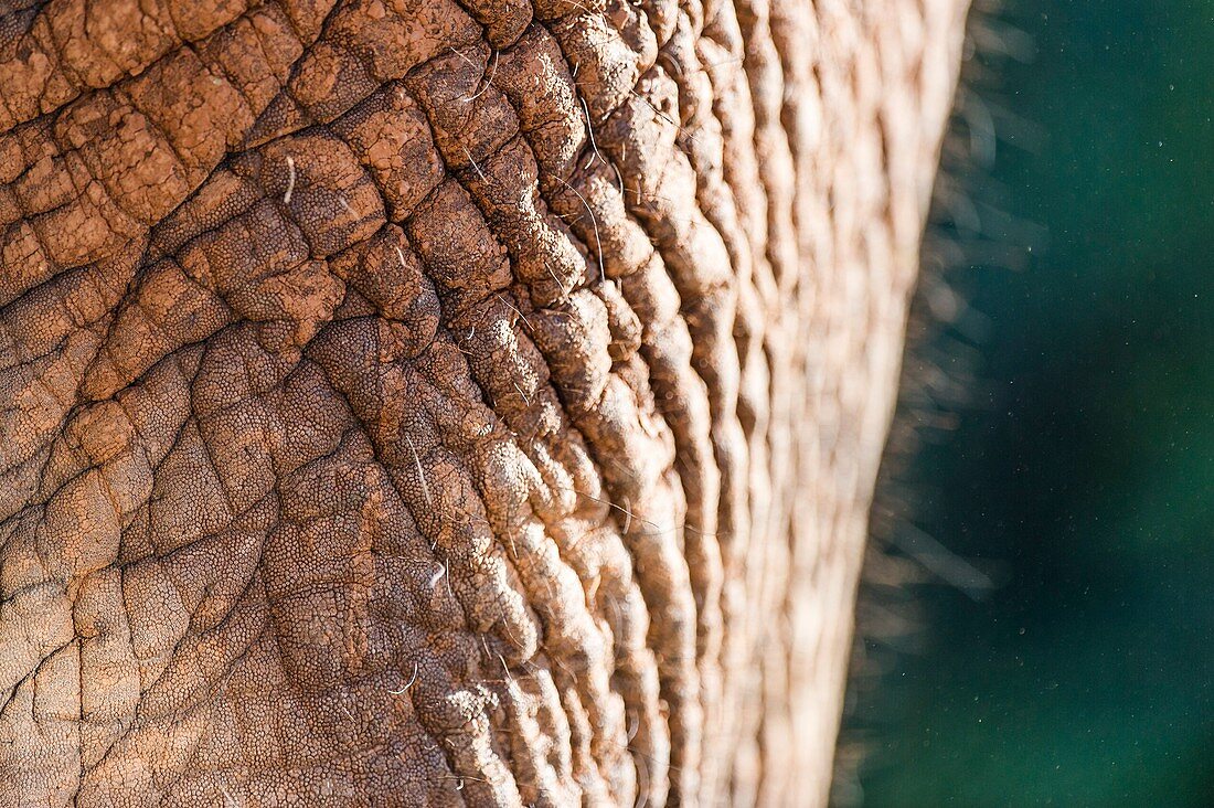 African Elephant skin