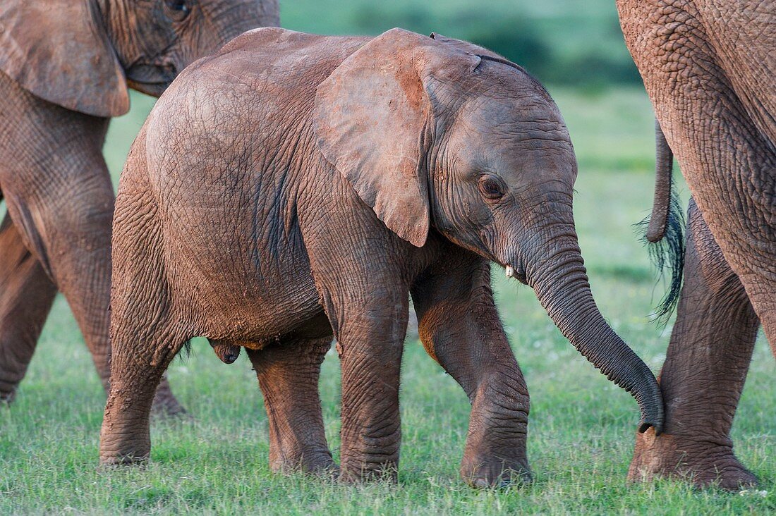 African Elephant calf with its mother