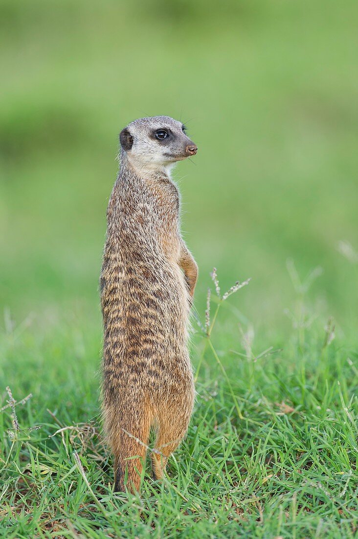 Meerkat standing on guard duty