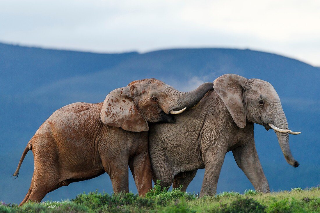 African Elephant bulls fighting