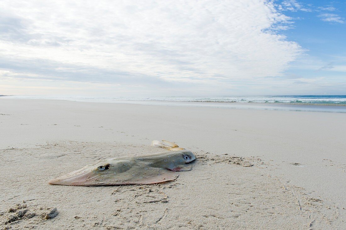 Lesser Guitarfish caught by fisherman