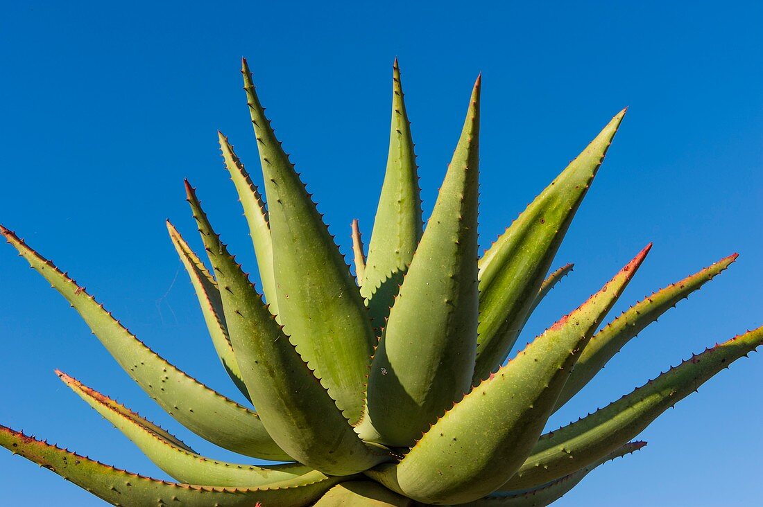 Aloe ferox plant