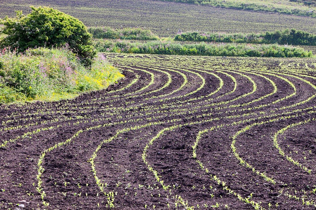 Maize crops planted in a wavy line