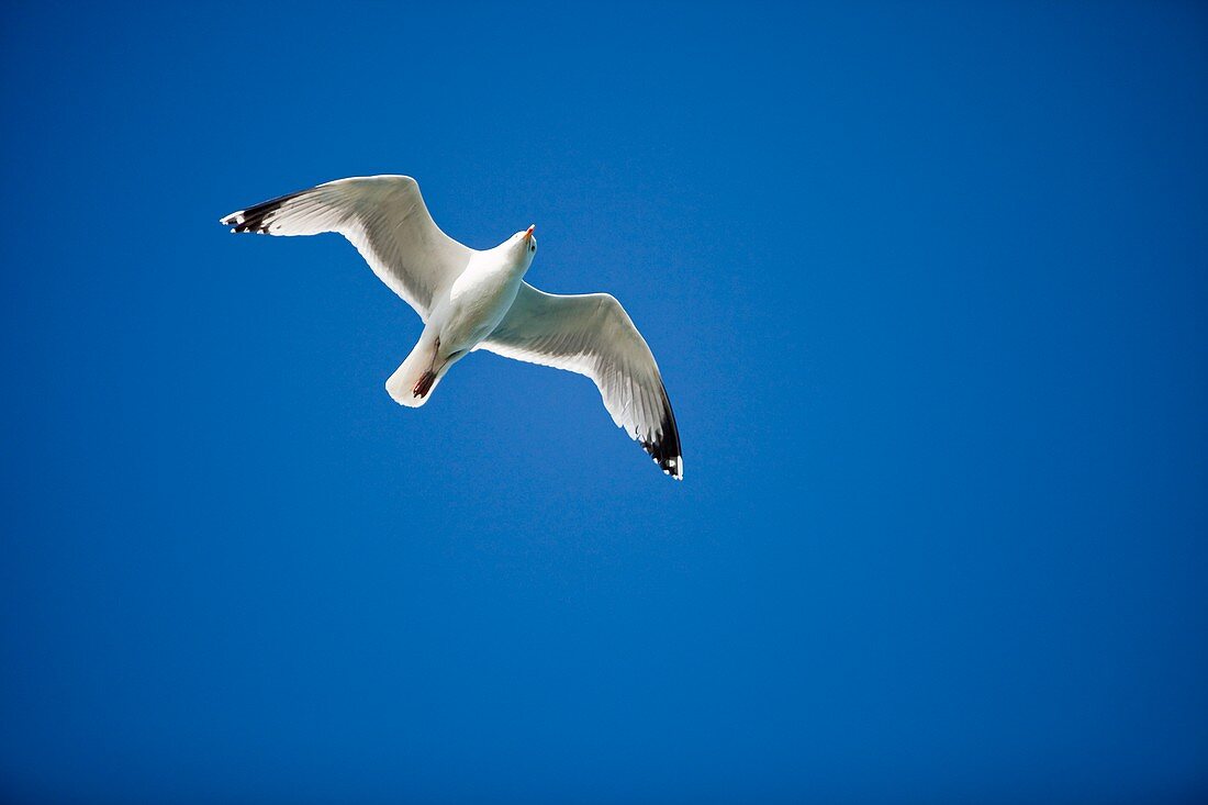 A Herring Gull in flight