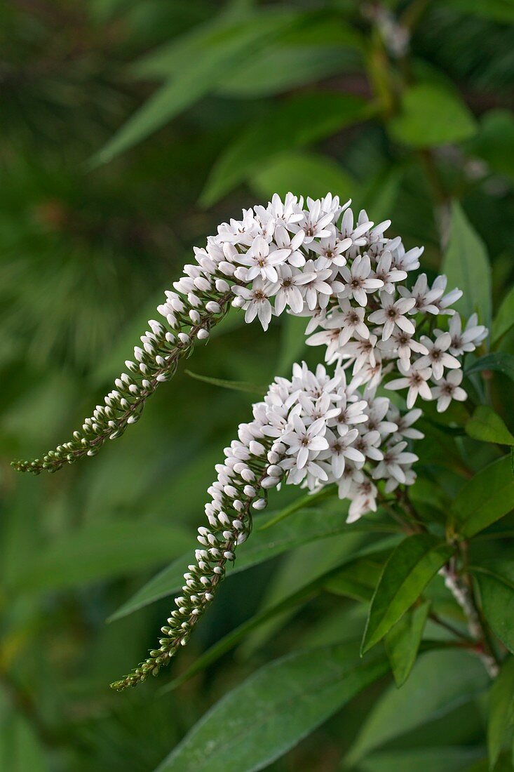 Lizard's tail (Saururus cernuus)