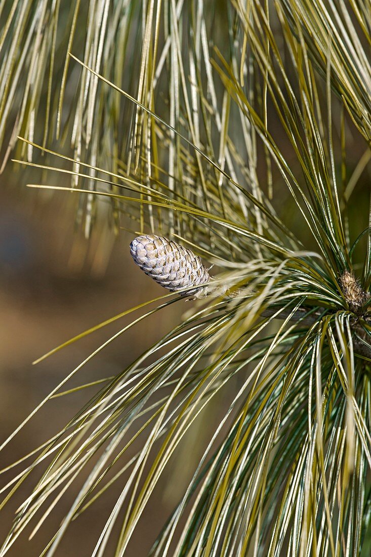 Bhutan pine (Pinus wallichiana)