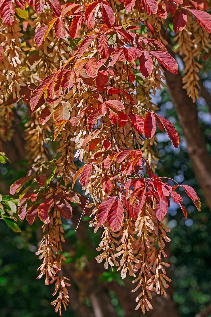 Henry's maple (Acer henryi)