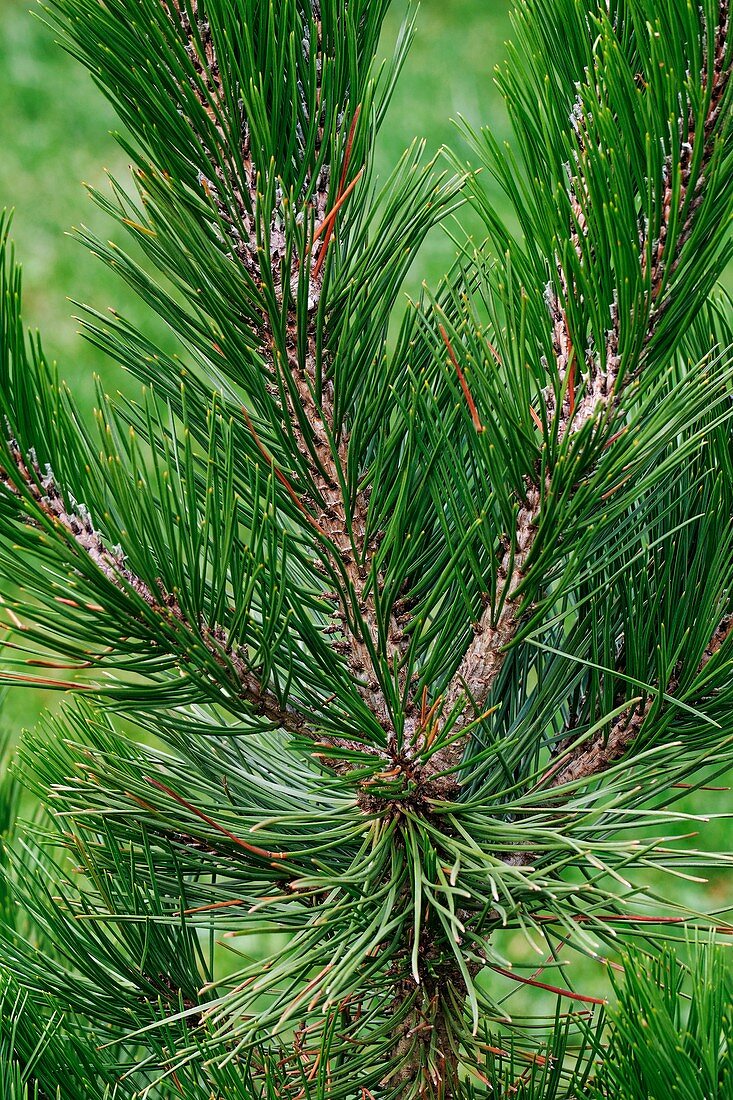 Bosnian pine (Pinus heldreichii)