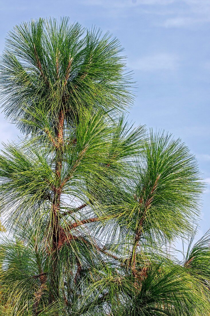 Longleaf pine (Pinus palustris)
