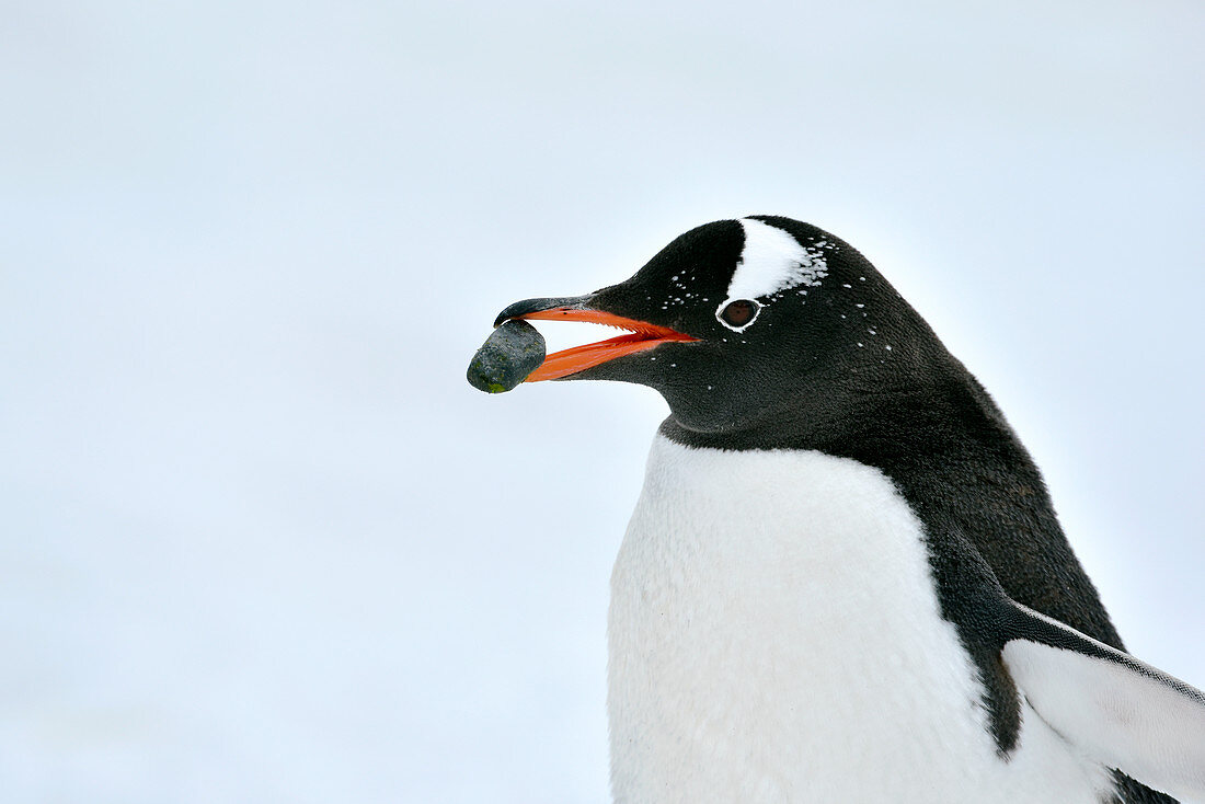 Gentoo penguin