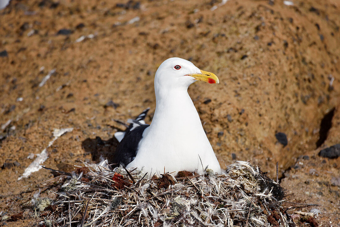 Kelp gull on its nest