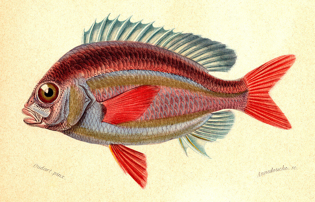 Whitecheek monocle bream,illustration