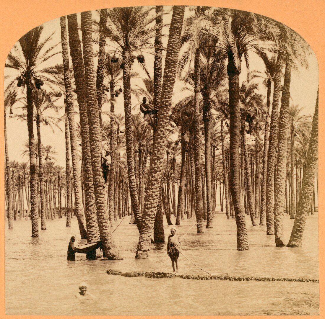 Date palms and Nile flood,Egypt,1890s
